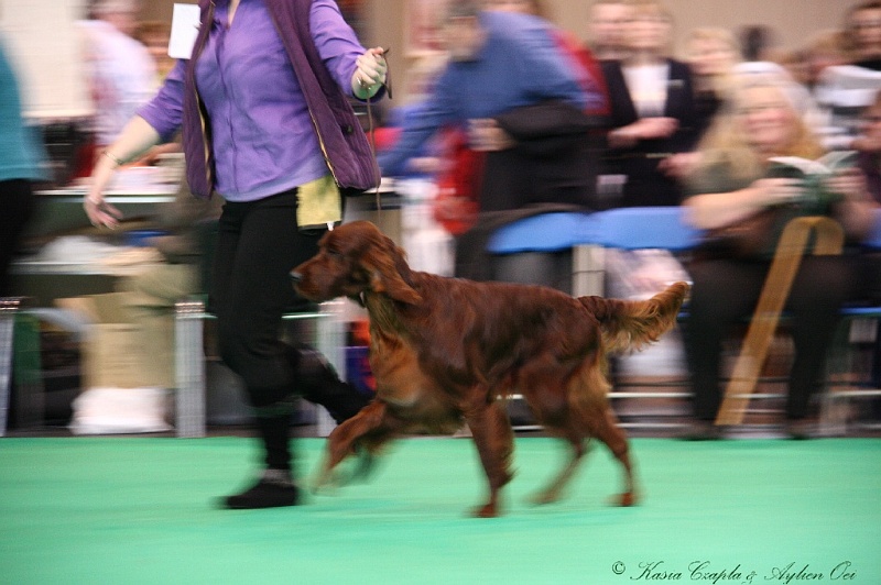 Crufts2011 180.jpg